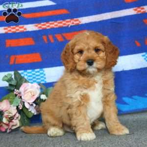 Ethan, Cockapoo Puppy