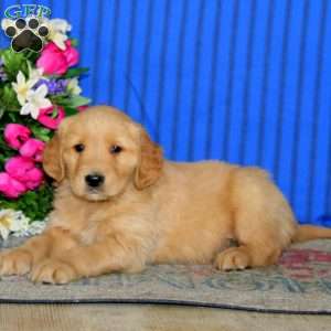 Ethan, Golden Retriever Puppy