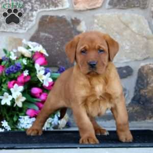 Ethan, Fox Red Labrador Retriever Puppy