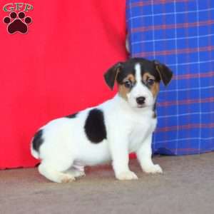 Ethan, Jack Russell Terrier Puppy