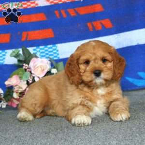 Ethan, Cockapoo Puppy