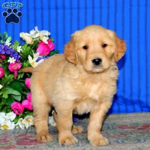 Ethan, Golden Retriever Puppy