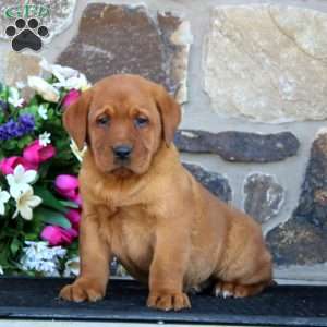 Ethan, Fox Red Labrador Retriever Puppy
