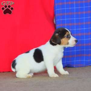 Ethan, Jack Russell Terrier Puppy