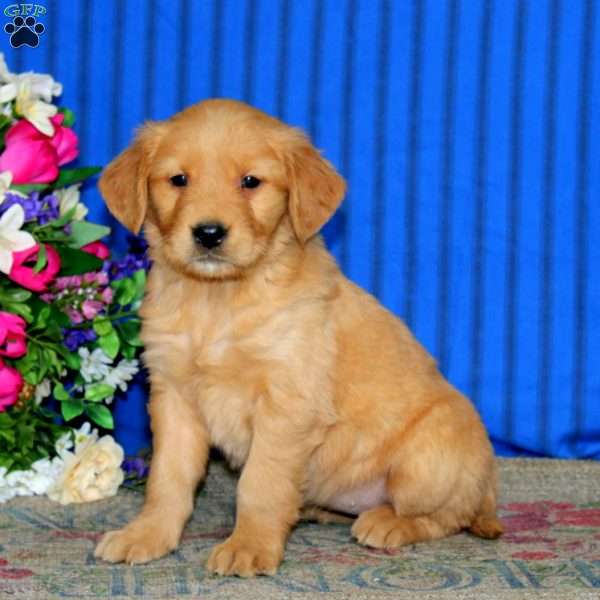 Eva, Golden Retriever Puppy