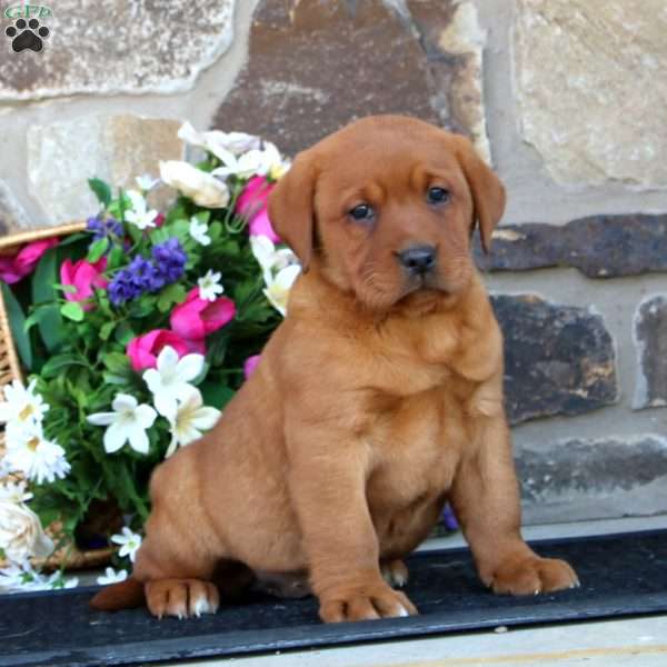 Eva, Fox Red Labrador Retriever Puppy