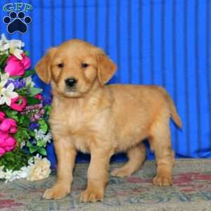 Eva, Golden Retriever Puppy