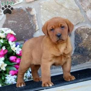 Eva, Fox Red Labrador Retriever Puppy