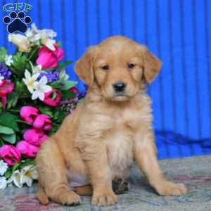 Eva, Golden Retriever Puppy