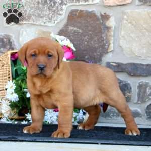 Eva, Fox Red Labrador Retriever Puppy