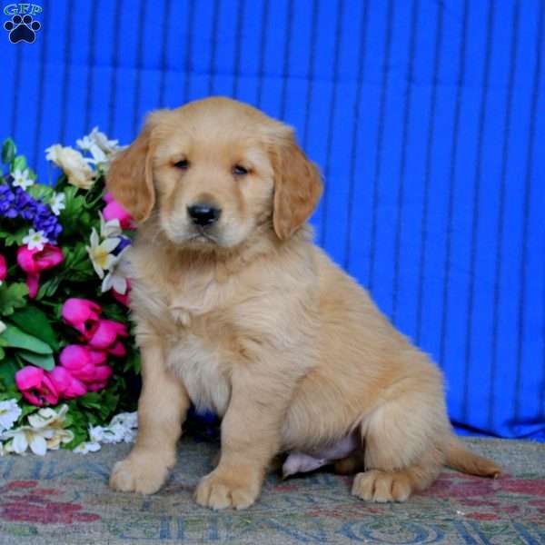 Evan, Golden Retriever Puppy
