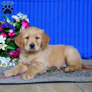 Evan, Golden Retriever Puppy