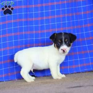Evan, Jack Russell Terrier Puppy