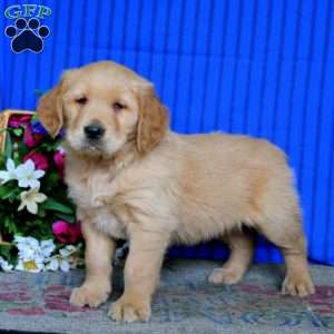 Evan, Golden Retriever Puppy