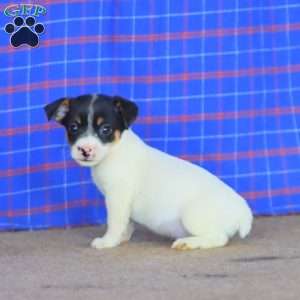 Evan, Jack Russell Terrier Puppy