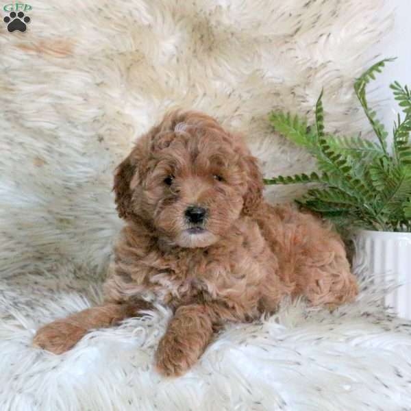 Everest, Mini Labradoodle Puppy