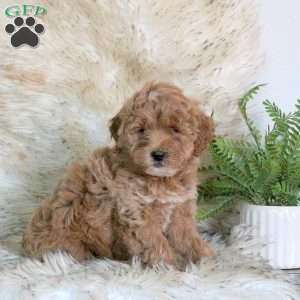 Everest, Mini Labradoodle Puppy