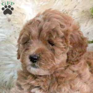 Everest, Mini Labradoodle Puppy