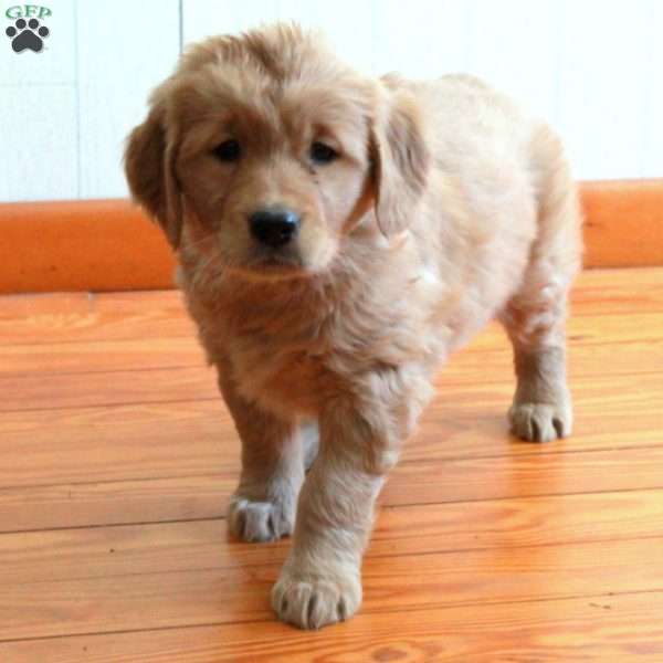Evie, Golden Retriever Puppy