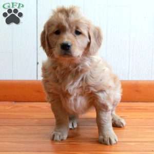 Evie, Golden Retriever Puppy