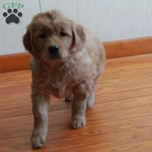 Evie, Golden Retriever Puppy