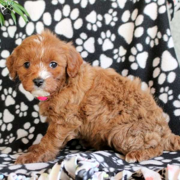 Exclusive, Cavapoo Puppy