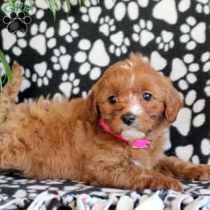 Exclusive, Cavapoo Puppy