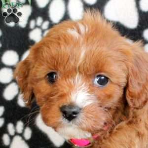 Exclusive, Cavapoo Puppy