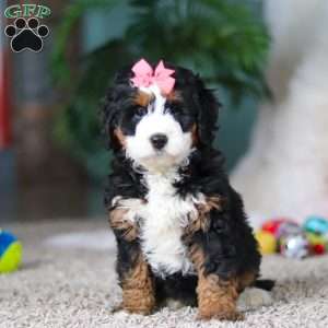 Opal, Mini Bernedoodle Puppy