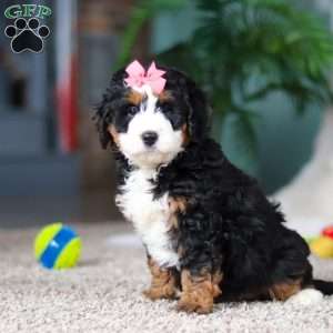 Opal, Mini Bernedoodle Puppy