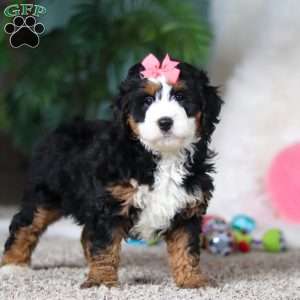Opal, Mini Bernedoodle Puppy