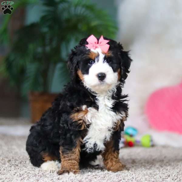 Opal, Mini Bernedoodle Puppy