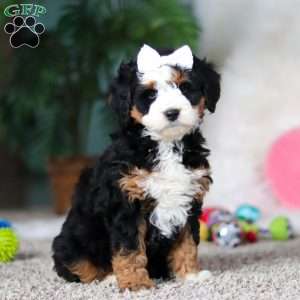 Amethyst, Mini Bernedoodle Puppy