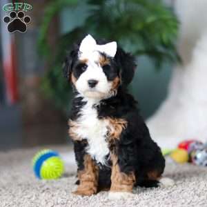 Amethyst, Mini Bernedoodle Puppy