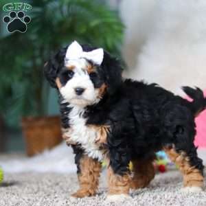 Amethyst, Mini Bernedoodle Puppy