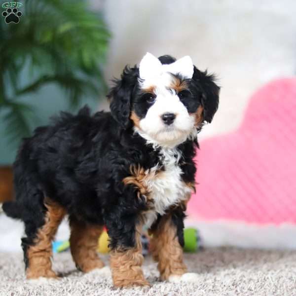 Amethyst, Mini Bernedoodle Puppy