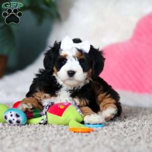 Amethyst, Mini Bernedoodle Puppy