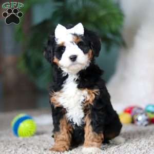 Amethyst, Mini Bernedoodle Puppy