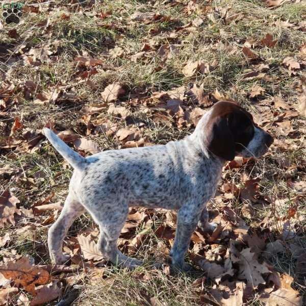 Ranger, German Shorthaired Pointer Puppy