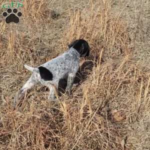 Rickey, German Shorthaired Pointer Puppy