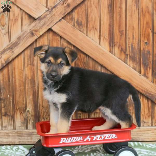 Faith, German Shepherd Puppy
