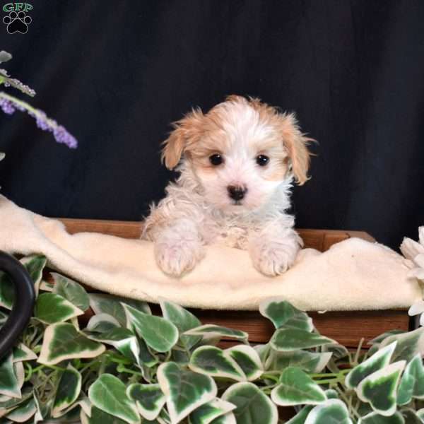 Faith, Maltipoo Puppy