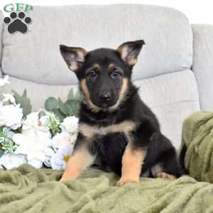 Faith, German Shepherd Puppy
