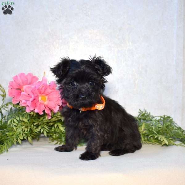 Faith, Yorkie Poo Puppy