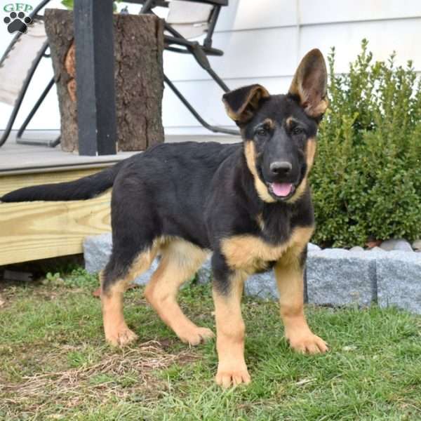 Faith, German Shepherd Puppy