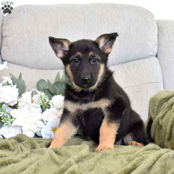 Faith, German Shepherd Puppy