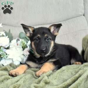 Faith, German Shepherd Puppy
