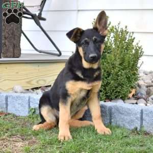Faith, German Shepherd Puppy