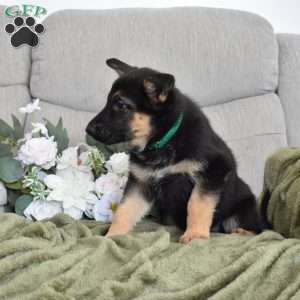 Faith, German Shepherd Puppy