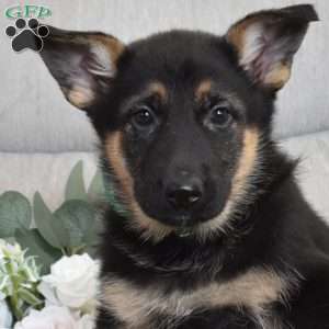 Faith, German Shepherd Puppy